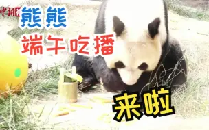 大熊猫过端午啦！憨态上演“吃播秀”