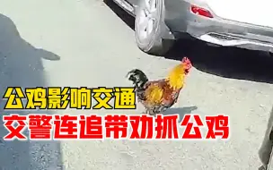 公鸡大闹马路影响交通，交警抓鸡全程碎碎念：你被撞死不如被抓住