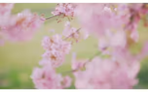 上海最美樱花，太美了
