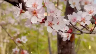 满城春色关不住！这个周末，与春天不期而遇吧 #一起拍春天 #路边春色