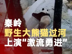 秦岭野生大熊猫过河上演“激流勇进”