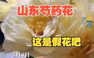 这是山东芍药界的天花板吧 网友：“最像假花的真花”