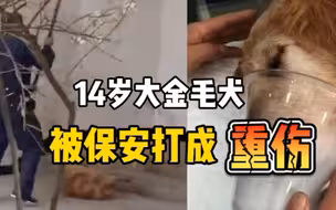 云南某小区保安将一条金毛打成重伤，疑似因整治流浪狗