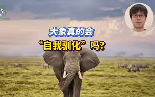大象真的会自我驯化吗？