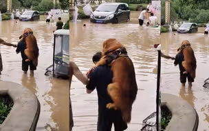 河南暴雨主人背金毛蹚水撤离 拍摄者：他怕把狗弄湿了