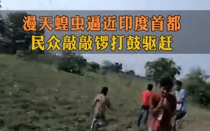 印度遭遇26年来最严重蝗灾，官方：敲锣打鼓赶走它！
