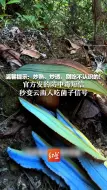 温馨提示：炒熟、炒透，别吃不认识的！ 官方发的防中毒短信，秒变云南人吃菌子信号
