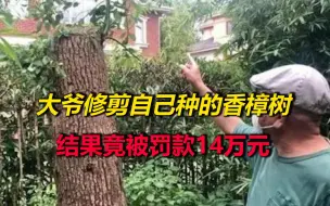上海一大爷修剪自己种的香樟树，结果竟被罚款14万元