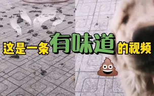 主人隔离21天，回家发现“遍地黄金”