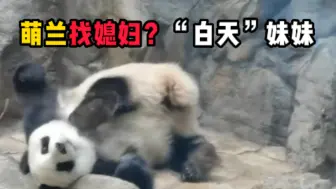 谁是萌兰的“准太子妃”？一起来认识民间呼声最高的熊猫妹妹