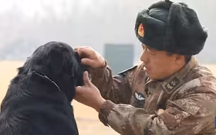 揭秘军犬繁育基地 军犬退役都去哪了？