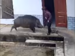 陕西一野猪闯入村民家中顶撞撕咬老人，老人经抢救无效身亡