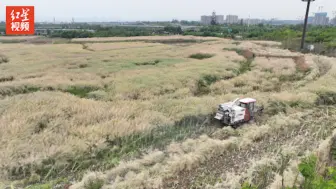 八成熟，抢“鲜”收！成都环城生态公园收油菜了