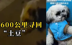 狗狗不慎被落在服务区，主人驱车往返600公里将其寻回