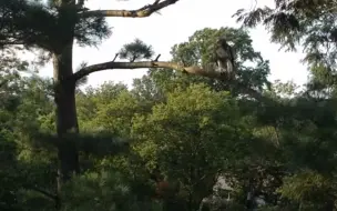 现场！无人机高空突遇红尾鹰 红尾鹰好奇看了几眼后突然出手攻击
