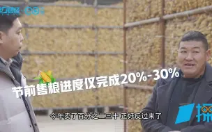 春节前玉米市场博弈加剧，售粮进度缓慢！记者调研：节后玉米将集中上量？