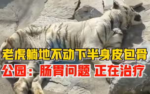公园老虎躺地不动下半身皮包骨，公园：肠胃问题，有兽医在治疗