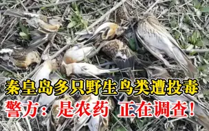 秦皇岛多只野生鸟类遭投毒死亡，警方：投的是农药，正在调查中