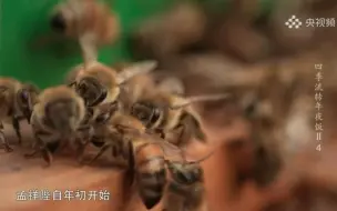 椴树蜜的香甜模糊了时间和生活的界限