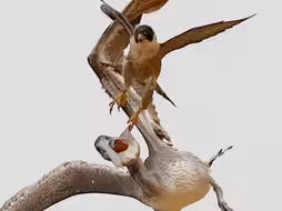 被游隼踢一脚似乎已变成鹈鹕的日常之一了