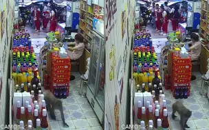 女子看店 一只猴子大摇大摆地走进来淡定偷东西 女子表情亮了