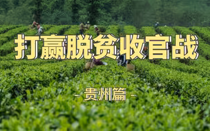 从浙江到贵州，跨越万水千山！看扶贫茶如何结出“黄金叶”
