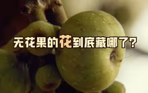 无花果的花到底藏哪了？