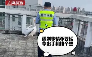 鹈鹕“越狱”误闯居民区，民警皮筋绑嘴“押送”回家。目击者：呆呆的，有点二哈气质