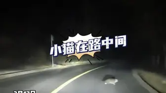 男子深夜开车回家遇小猫拦路，刹车后前方立马发生塌方，当事人：感谢小猫，生灵拦路必有缘故。