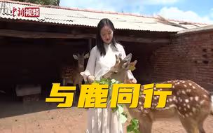 95后女孩回乡养鹿