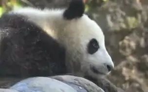 萌萌的大熊猫有凶残的一面吗？