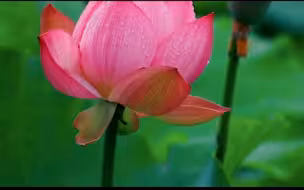 中国节气文化音乐短视频《聆听二十四节气之声》 —立夏•夏趣浓