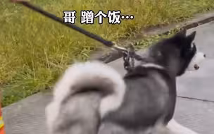 地震中获救的“二哈”想干饭 消防搜救犬懂事让出饭盆