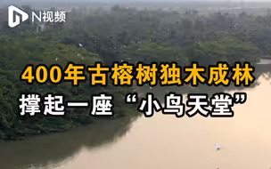 广东新会近400岁古榕树独木成林，撑起一座“小鸟天堂”