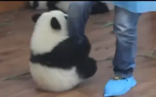 国家广播电视总局优秀网络视听作品展播：《熊猫终极治愈行为大赏》