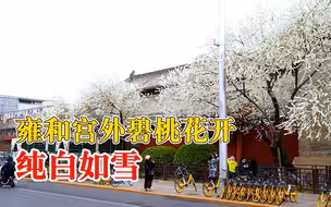 雍和宫外碧桃花开纯白如雪，引众多游客拍照打卡