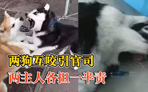 两狗互咬引官司两主人各担一半责：遛狗不牵绳，均违反规定
