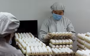 流感疫苗生产的第一步 居然是先挑鸡蛋！