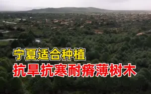 宁夏适合种植抗旱抗寒耐瘠薄树木：如刺槐、国槐、柳树、榆树等