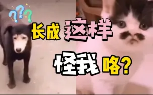 “别致”猫狗大赏！