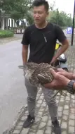 南通：路遇受伤大鸟 竟是保护动物