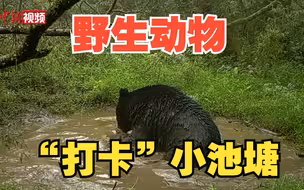 四川宝兴：豹猫“遛弯”、黑熊“搓澡” 野生动物呆萌入镜