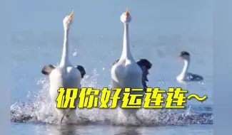 超级罕见！䴙䴘（pì tī）点水，祝你好运连连～