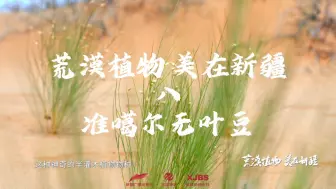 准噶尔无叶豆 抗旱植物中的优秀代表