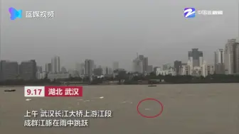 难得一见！长江江豚和黄鹤楼同框