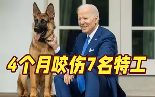 拜登宠物狗4个月内咬伤7名特工 白宫：它压力大！