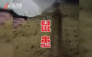 老鼠侵袭澳大利亚恐怖画面：密密麻麻如蝗虫过境