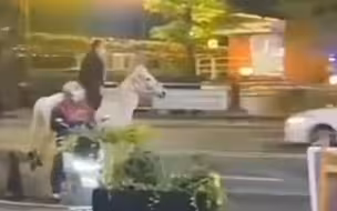 “白马王子”骑马上街遛狗民警当街截停：目前法律法规并未明确禁止骑马上街