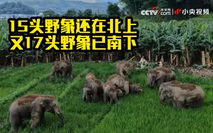 15头亚洲象还在北上 又一群17头野象南下了