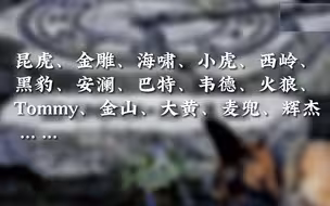 参与汶川地震救援的67只搜救犬已离世